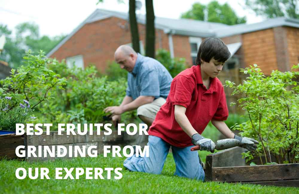 Best Fruits For Grinding From Our Experts