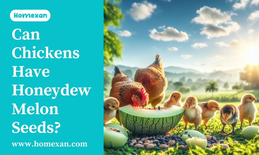 Can Chickens Have Honeydew Melon Seeds